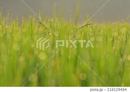 朝露に濡れて輝く稲穂 朝露に濡れて輝く稲穂 118129484