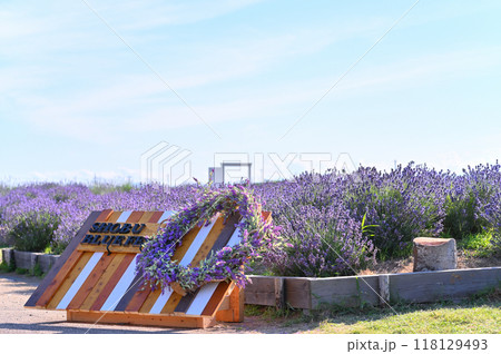 オシャレなボードと満開のラベンダー インスタ映えスポット(埼玉県・久喜市・菖蒲町) オシャレなボードと満開のラベンダー インスタ映えスポット(埼玉県・久喜市・菖蒲町) 118129493