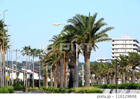 横須賀海岸通り　馬堀海岸 118129608