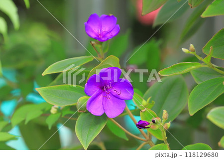 紫色の紫紺野牡丹（シコンノボタン） 118129680