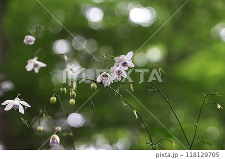 《御岳山》真夏に咲くレンゲショウマ 《御岳山》真夏に咲くレンゲショウマ 118129705