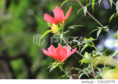 赤い紅葉葵(モミジアオイ)の花 赤い紅葉葵(モミジアオイ)の花 118129779