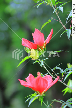 赤い紅葉葵（モミジアオイ）の花 118129781