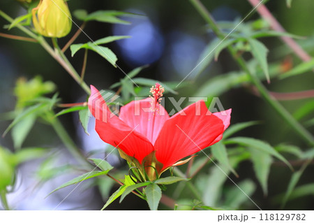 赤い紅葉葵（モミジアオイ）の花 118129782