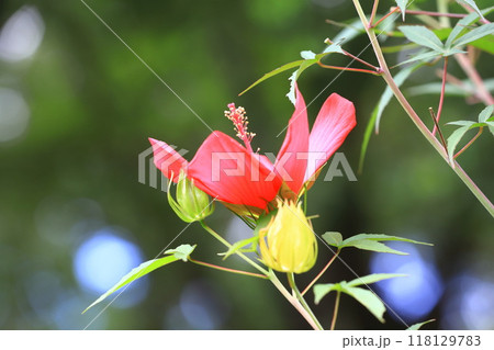 赤い紅葉葵(モミジアオイ)の花 赤い紅葉葵(モミジアオイ)の花 118129783