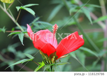 赤い紅葉葵（モミジアオイ）の花 118129786