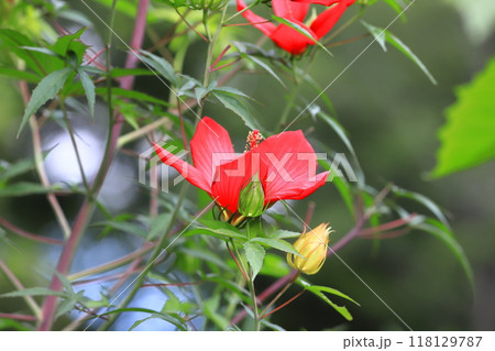 赤い紅葉葵(モミジアオイ)の花 赤い紅葉葵(モミジアオイ)の花 118129787