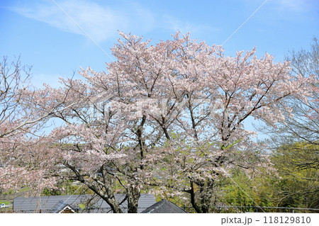 華やか　桜の花　満開 118129810
