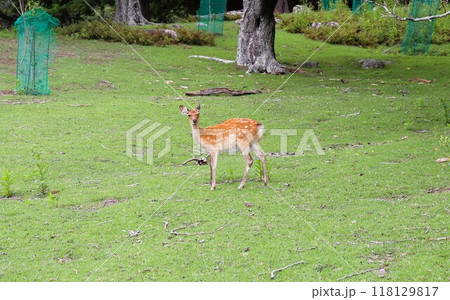 野生の鹿　小鹿　金華山　黄金山神社　宮城県 118129817
