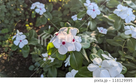 beautiful flowers in the garden beautiful flowers in the garden 118129995