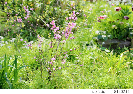 ピンクのシジミバナの花 118130236