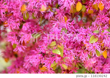 ベニバナトキワマンサクの花 満開 ベニバナトキワマンサクの花 満開 118130242