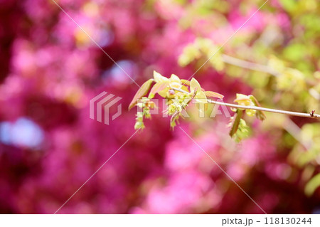 可愛い　トサミズキの花　芽 118130244