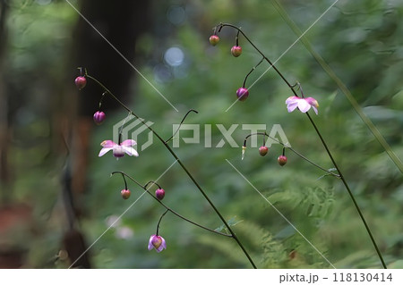 《御岳山》真夏に咲くレンゲショウマ 118130414