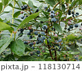 たわわに実ったブルーベリーの実　もうすぐ食べごろ 118130714