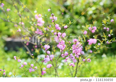 ピンクのシジミバナの花　満開 118130850