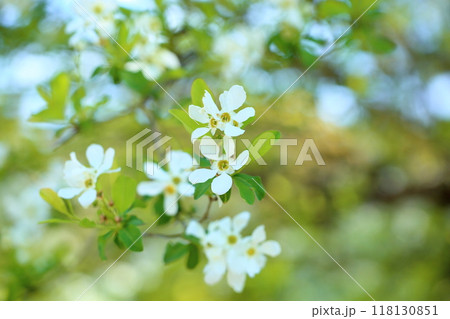 リキュウバイの花　満開 118130851