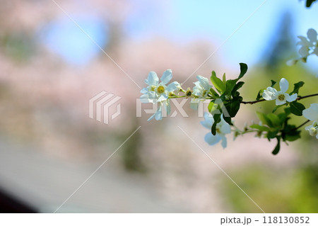 リキュウバイの花　満開 118130852