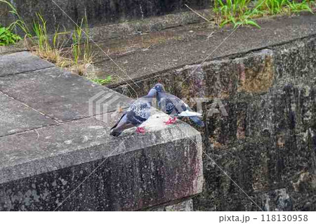 鳩 恋する二羽 鳩 恋する二羽 118130958