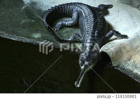 細く長い口が特徴のインドガビアル 細く長い口が特徴のインドガビアル 118130981