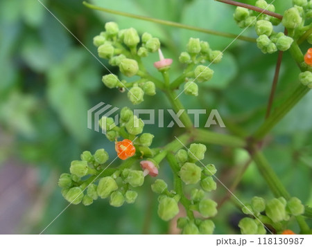 ヤブガラシ 118130987