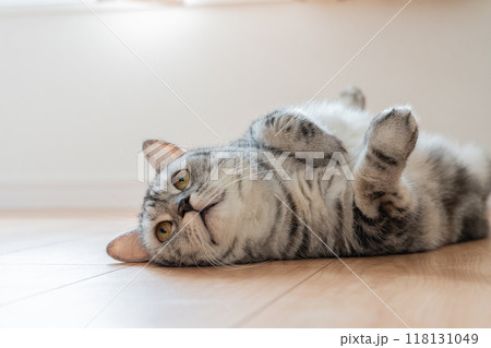 寝転ぶ猫 118131049