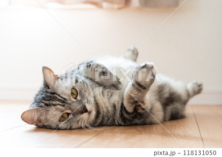 寝転ぶ猫 118131050