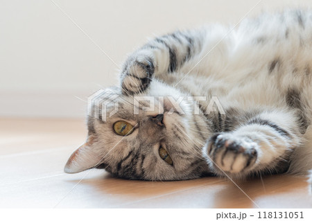 寝転ぶ猫 寝転ぶ猫 118131051