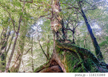 屋久杉三本足杉　屋久島白谷雲水峡(8月) 118131069