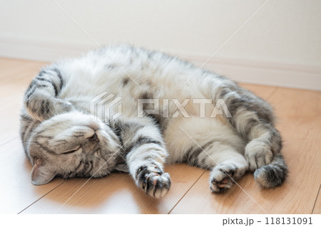 寝転ぶ猫 118131091