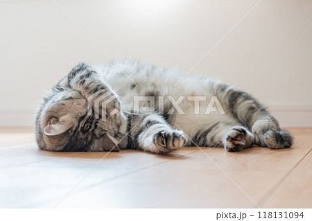 寝転ぶ猫 118131094