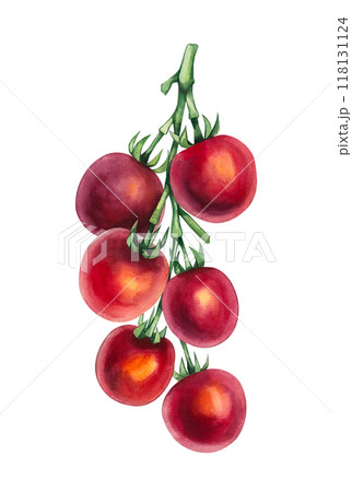 Watercolor cherry tomato 118131124