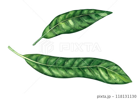 Watercolor mango Mangifera 118131130