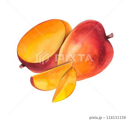Watercolor mango Mangifera Watercolor mango Mangifera 118131139