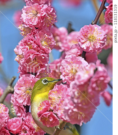 満開の紅梅にメジロ （ 春イメージ ）（ ほのぼのイメージ ） 118131319