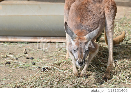 カンガルー(アカカンガルー) 多摩動物公園 カンガルー(アカカンガルー) 多摩動物公園 118131403