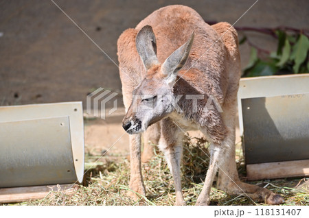 カンガルー（アカカンガルー）　多摩動物公園 118131407
