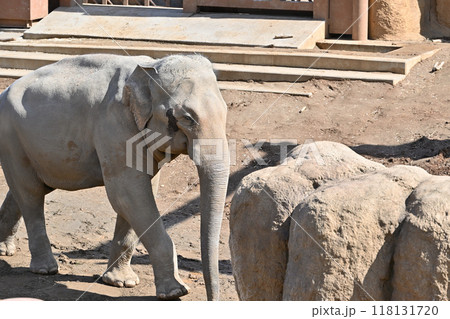 アジアゾウ　多摩動物公園 118131720