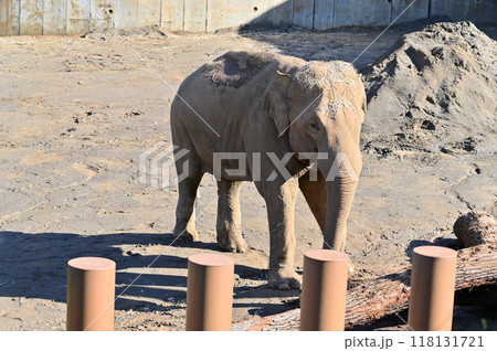アジアゾウ　多摩動物公園 118131721