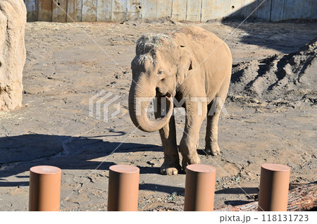 アジアゾウ　多摩動物公園 118131723