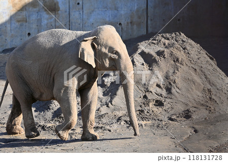 アジアゾウ　多摩動物公園 118131728