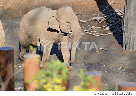 アジアゾウ　多摩動物公園 118131729