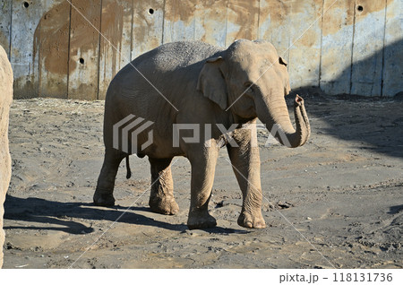アジアゾウ　多摩動物公園 118131736