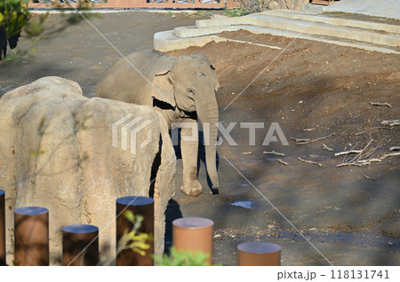 アジアゾウ　多摩動物公園 118131741