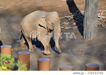 アジアゾウ 多摩動物公園 アジアゾウ 多摩動物公園 118131742
