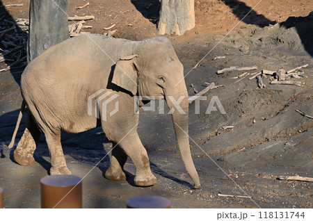 アジアゾウ　多摩動物公園 118131744