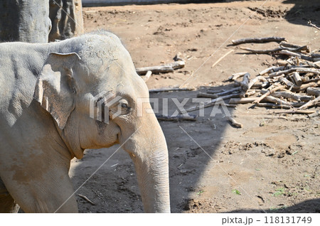 アジアゾウの横顔のアップ　多摩動物公園 118131749