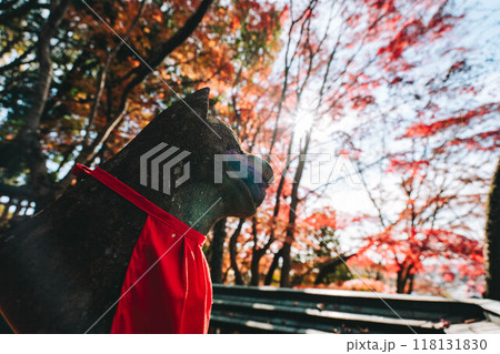 瑜伽神社の紅葉 瑜伽神社の紅葉 118131830