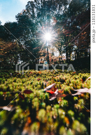 吉城園の紅葉 吉城園の紅葉 118131831