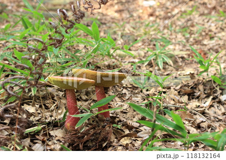 山の中に生えていた柄が赤いキノコ 山の中に生えていた柄が赤いキノコ 118132164